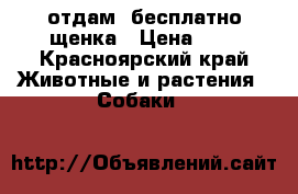 отдам ,бесплатно щенка › Цена ­ 1 - Красноярский край Животные и растения » Собаки   
